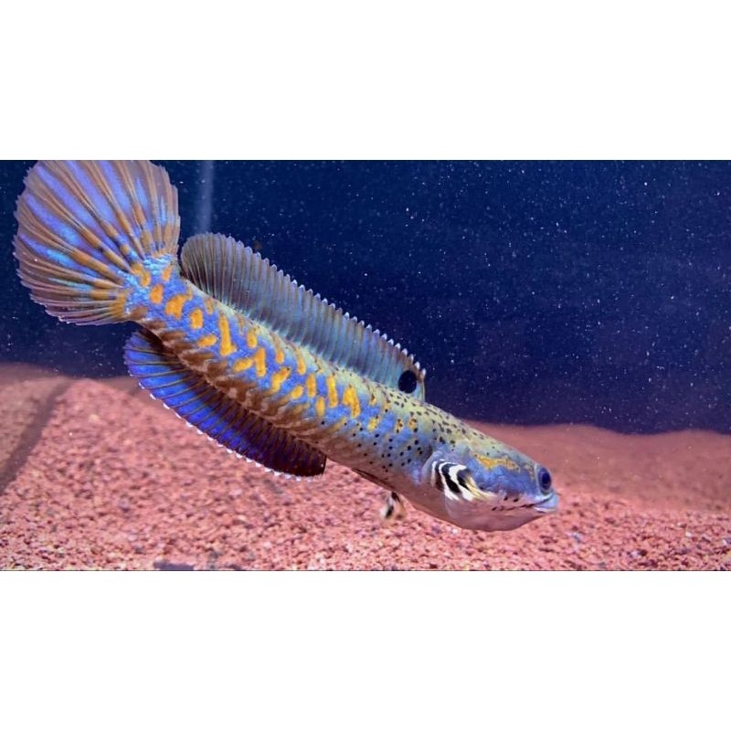 Ikan Channa Blue Pulchra Full Yellow Spot Dan Full Dot Sortiran Terbaik Size 4Cm -10Cm Garansi 100% 