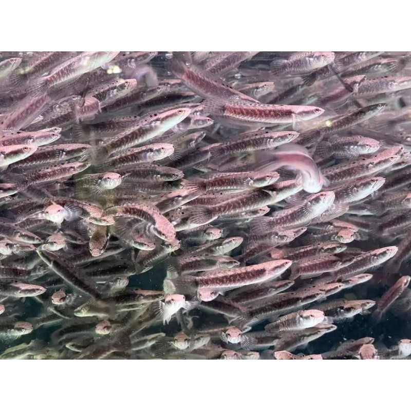 Ikan Channa Blue Pulchra Isi 10 Ekor Partaian Full Dot Berkualitas Premium Sortiran Size 4Cm-8Cm,Par