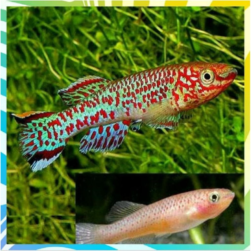 KilliFish Guentheri Gardneri guenteri- hiasan aquascape aquarium