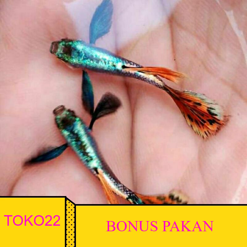 FREEPAKAN bonus pakan sepasang PRMBE PLATINUM RED MOZAIK BIG EAR gupi guppy