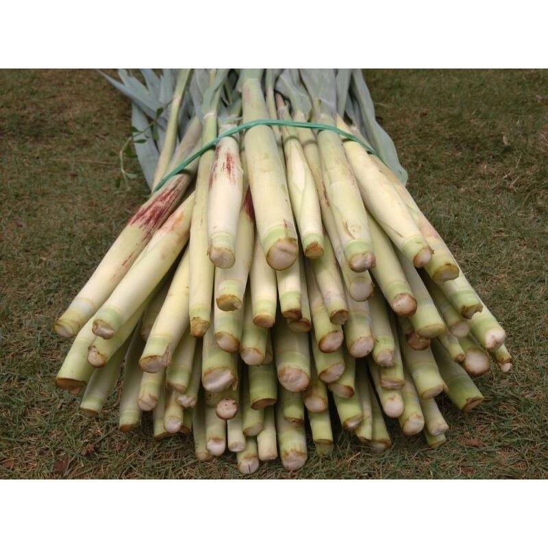 

Terubuk sayur/Terubuk Turubuk,Tebu Telor, Terubus Endog per 1kg