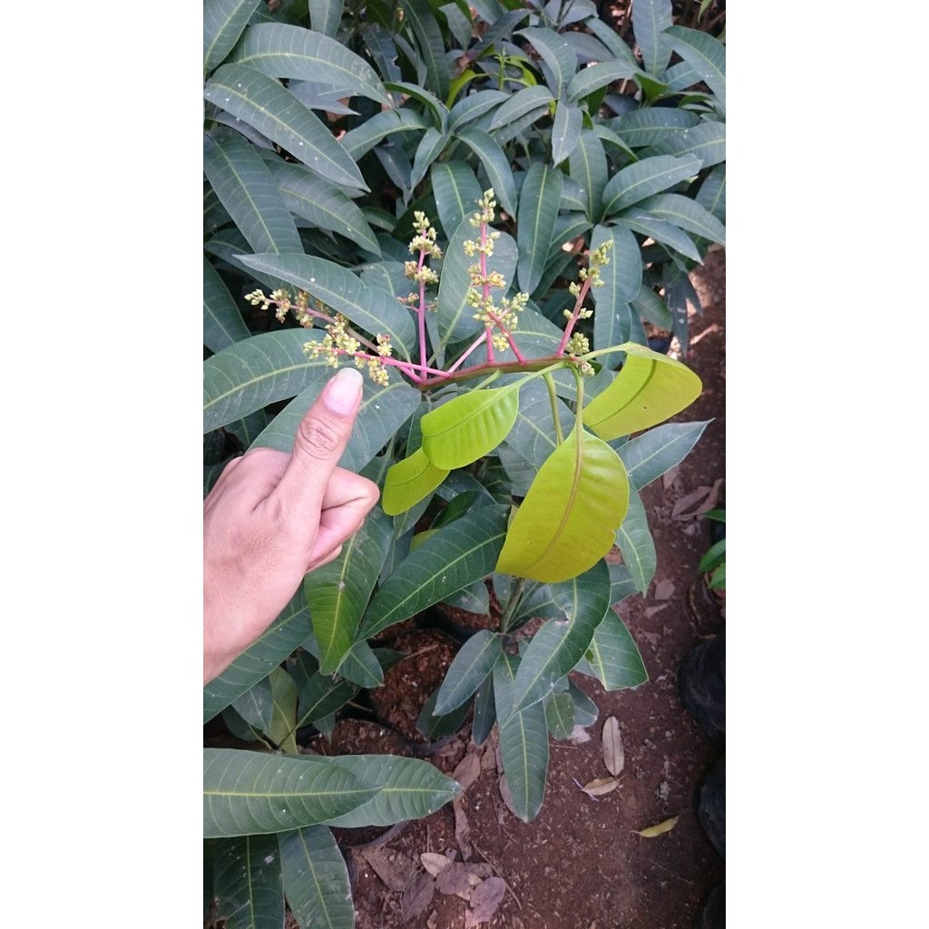 Bibit Mangga Kiojay Kamal Bibit