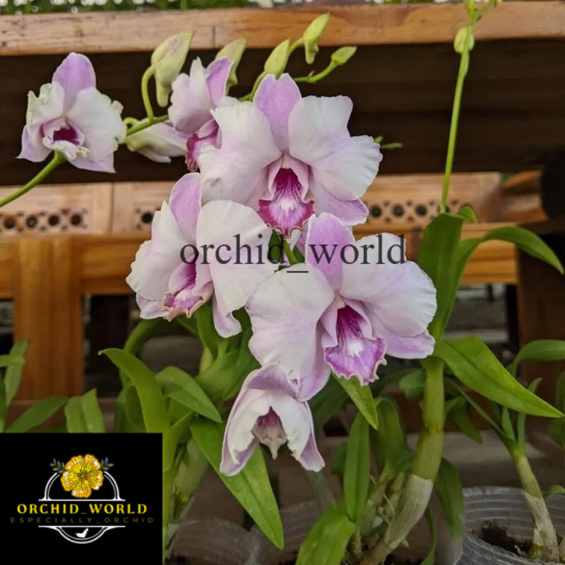 Anggrek Dendrobium King Dragon Pink