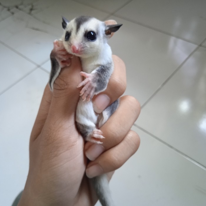 SALE -Sugar Glider Joey WhiteFace - Jantan
