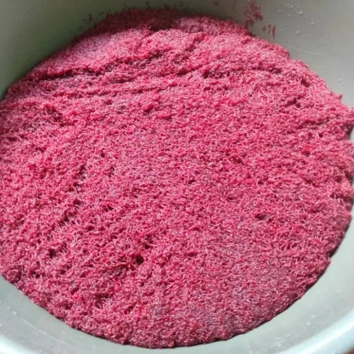 SALE -Cacing Darah Hidup Fresh 1 kg