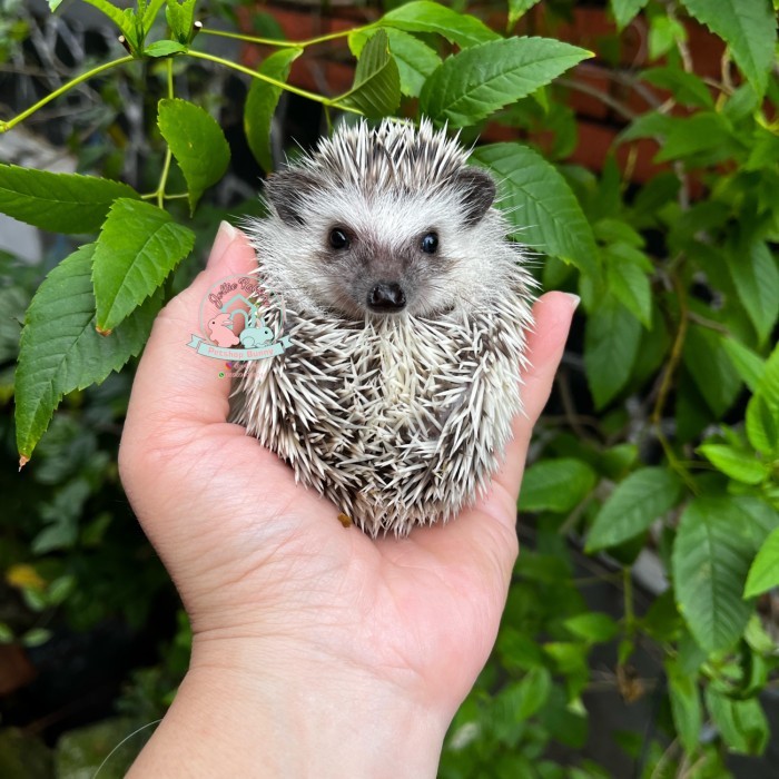 SALE -landak mini hedgehog lamin landak susu  papper charcoal albino