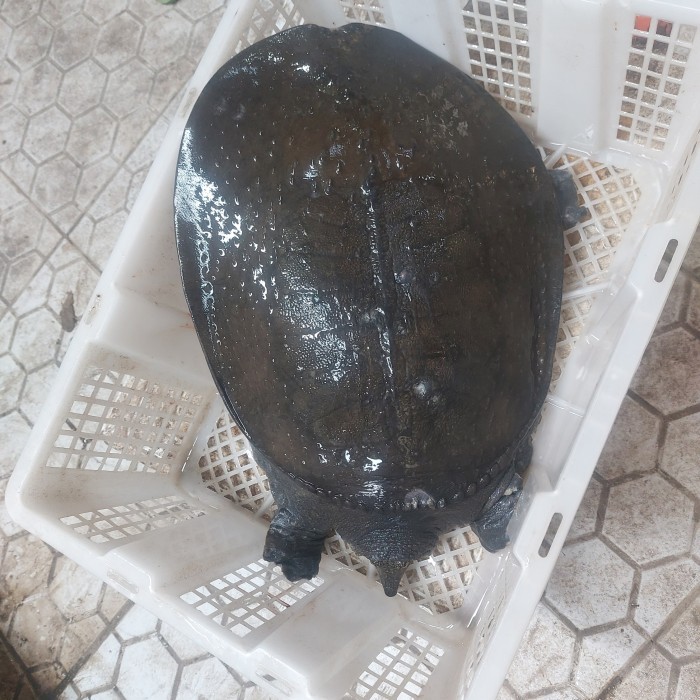 SALE -labi labi pio bulus hidup 1000gram - 1ekor berat 3kg