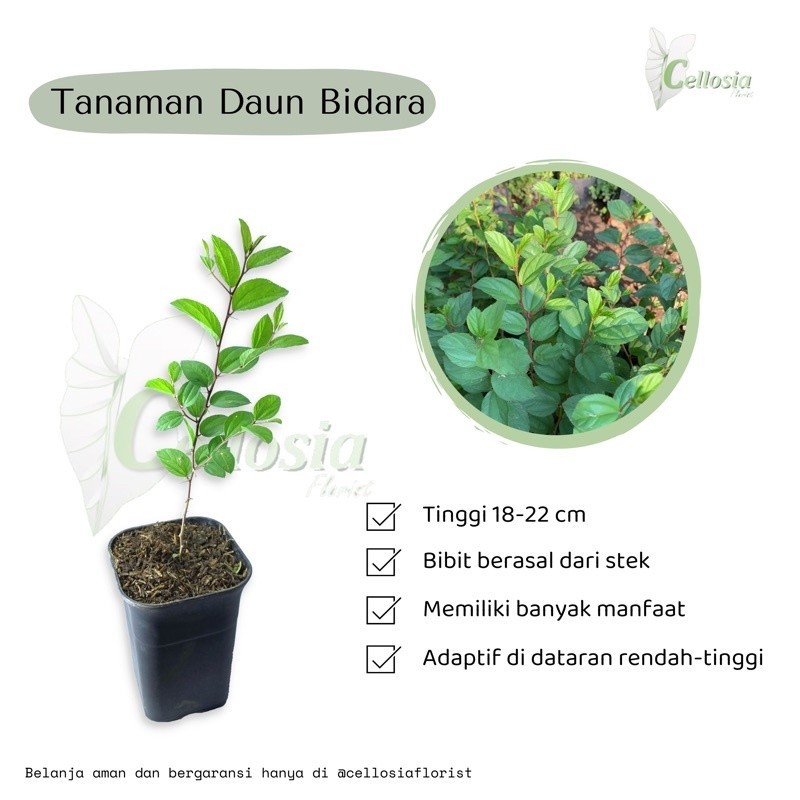 Bibit Tanaman Pohon Bidara Arab Asli Daun Bidara Arab