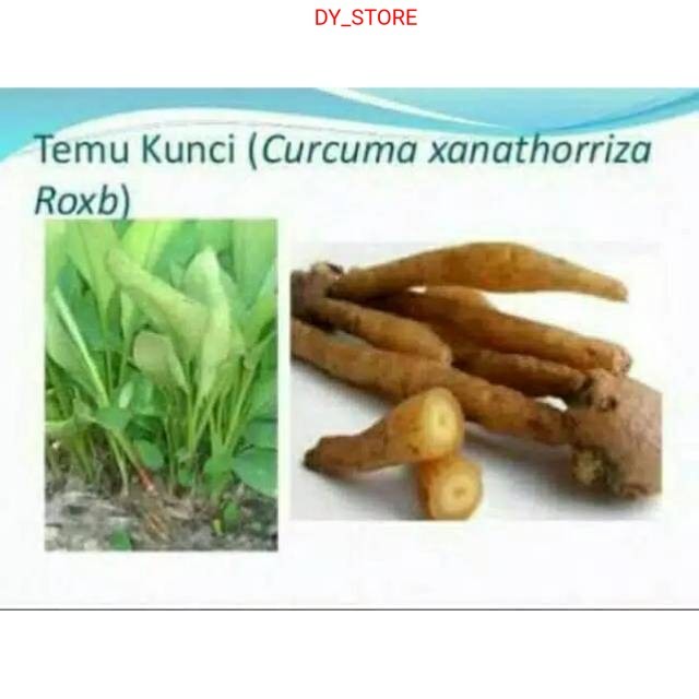 

Herbal alami Ready Temu kunci (curcuma xanathorriza roxb) segar 100gram