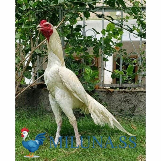 

FERTIL TELUR AYAM hias putih nasional bangkok putih siap tetas - nasional