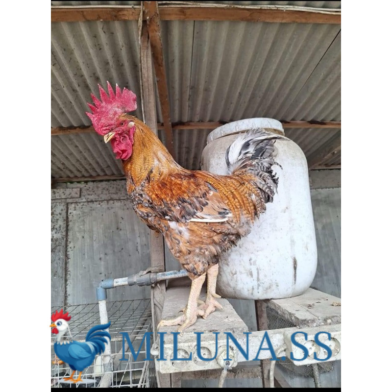 

FERTIL TELUR AYAM LARMOD 2 UNTUK DI TETASKAN