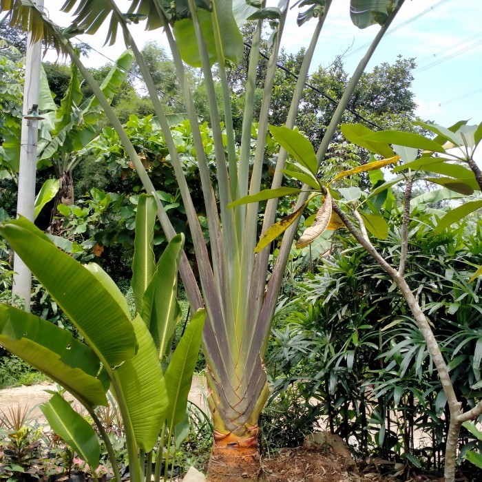 tanaman hias pisang kipas (besar)
