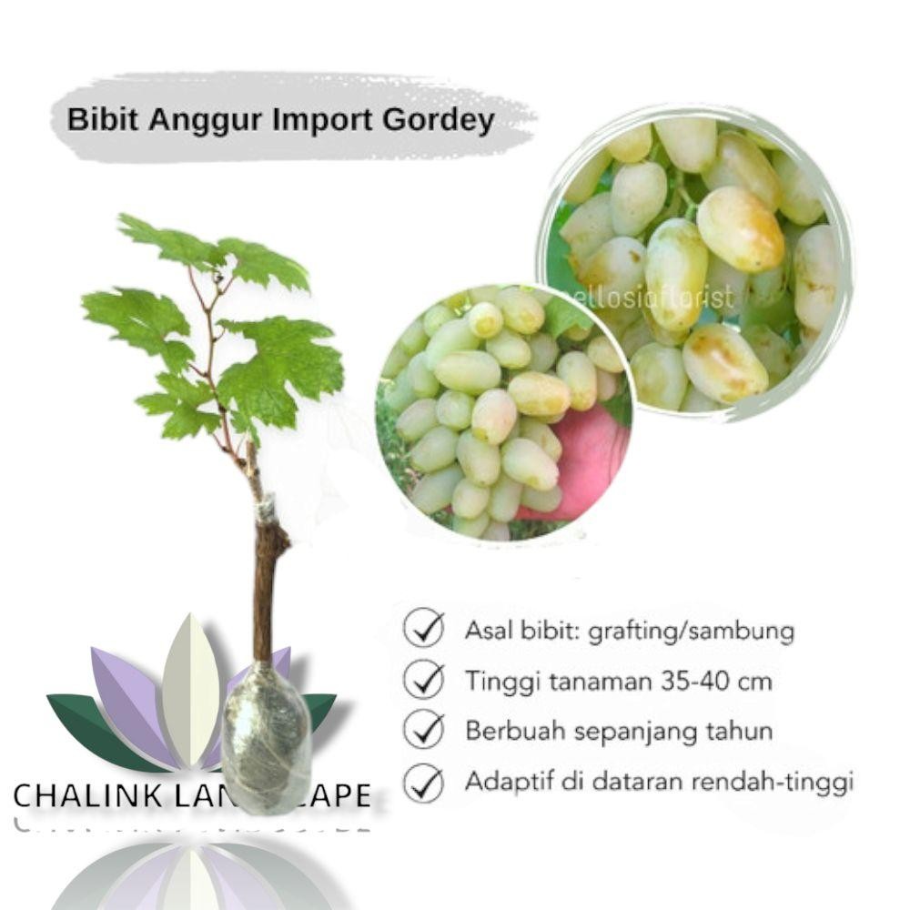 Pohon Buah Anggur Import Okulasi / Grafting  ( sambungan ) - Tanaman Buah Anggur - Bibit Buah Pohon 