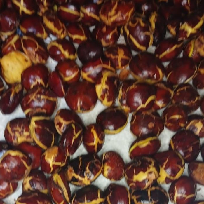 

Biji Jengkol tua spek super berat 1kg - 1/2 KG