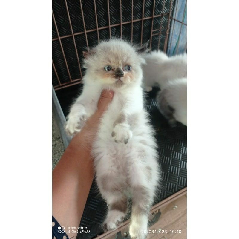 Anak kucing anggora/ Mix Ragdol/ Himalaya jantan/ kitten Himalaya mix Ragdol jantan