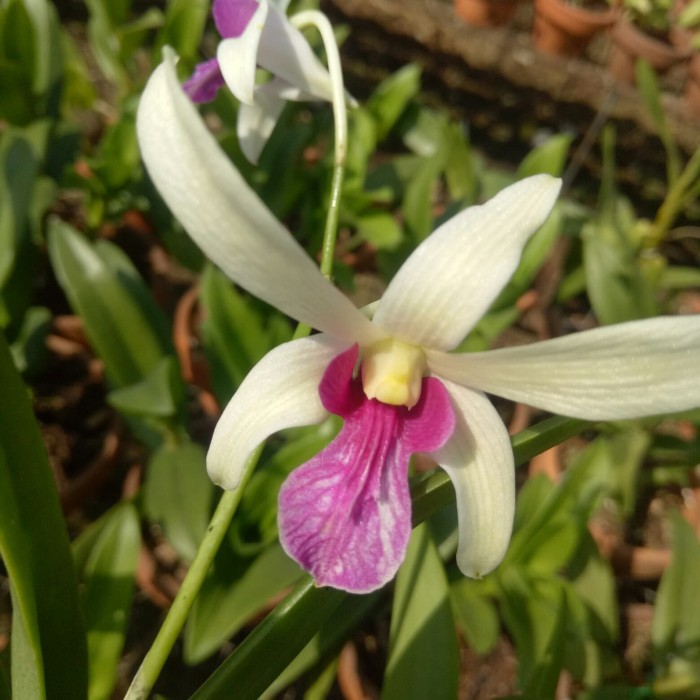 Anggrek Dendrobium Mesangnil - Fragrance