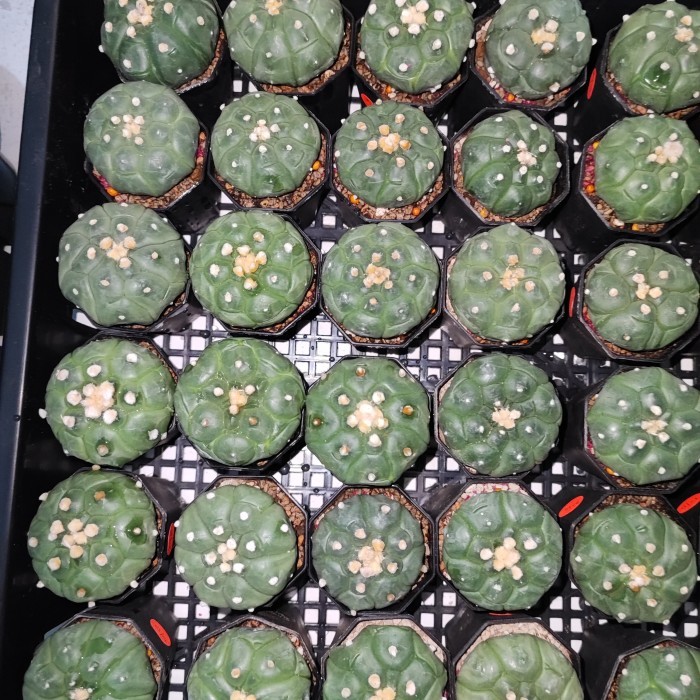 Kaktus Astrophytum Fukuryu 5ribs / Kikko Turtle - kikko besar