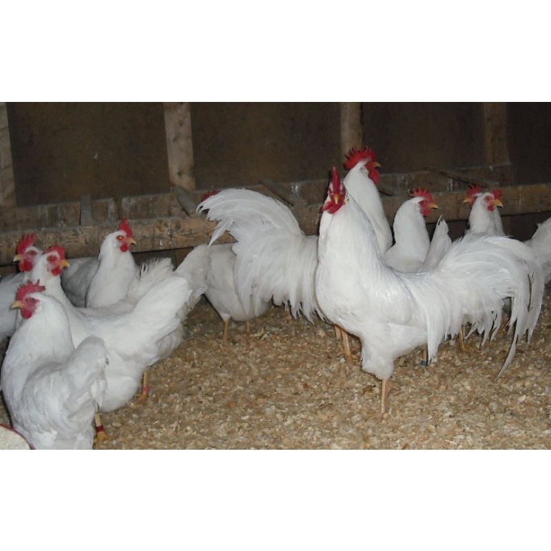 

Fertil TELUR AYAM PETELUR WHITE LEGHORN PURE LINE UNTUK DI TETASKAN