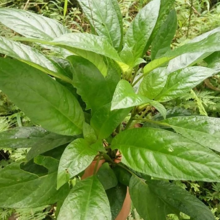 

Lalapan mentah daun reundeu segar 200 gram lalapan rendeu