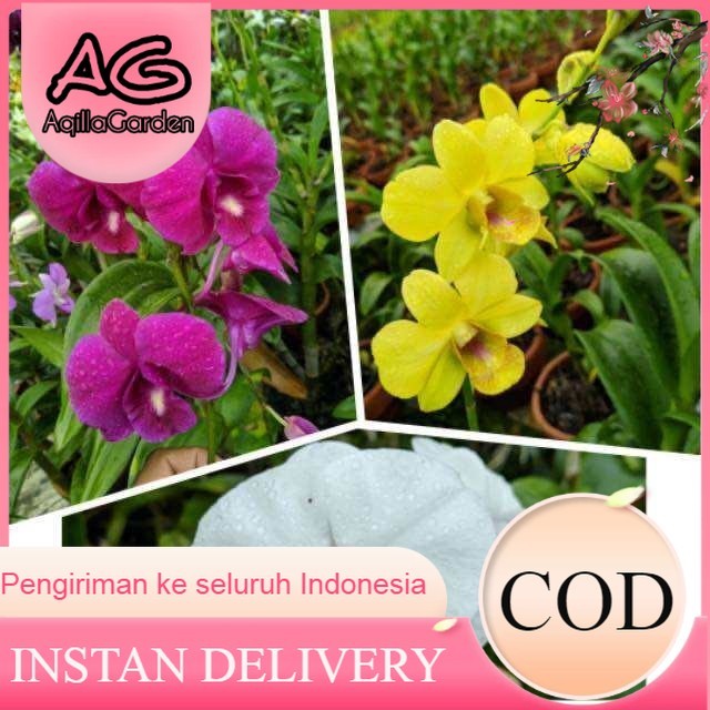 Promo Murah Paket 3 anggrek dendrobium dewasa / anggrek dendrobium