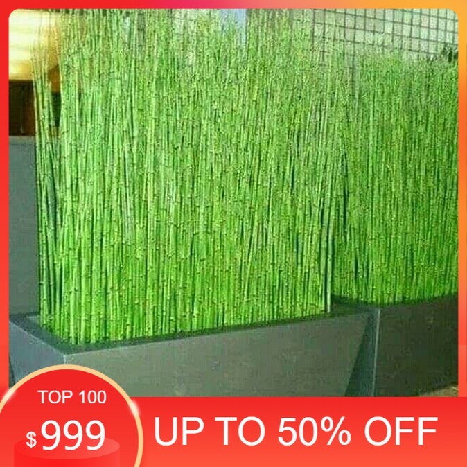 TANAMAN HIAS BAMBU AIR/BAMBU AIR UNTUK PAGAR