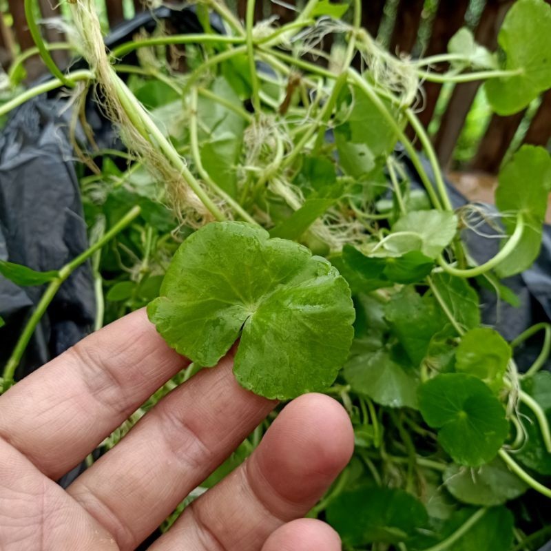 

Daun antanan pegagan sawah 250gr