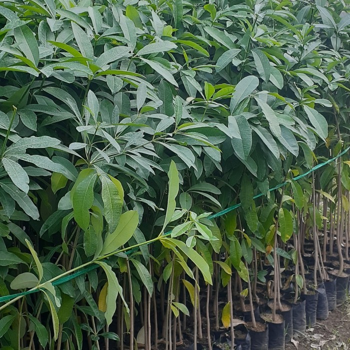 Bibit Pule Ukuran 150 Cm Batang Besar | Bibit Pohon Pule Penghijauan | Tanaman Pule