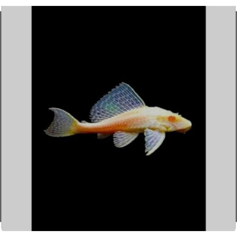 ikan sapu sapu albino