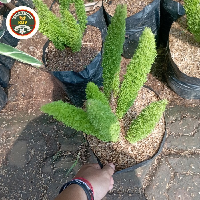 Cemara Ekor Tupai Tanaman Hias Ekor Tupai Cemara Ekor Tupai