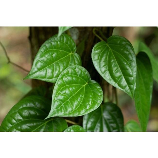 

JUAL / DAUN SIRIH | DAUN SIRIH HIJAU SEGAR 100% ORGANIK .