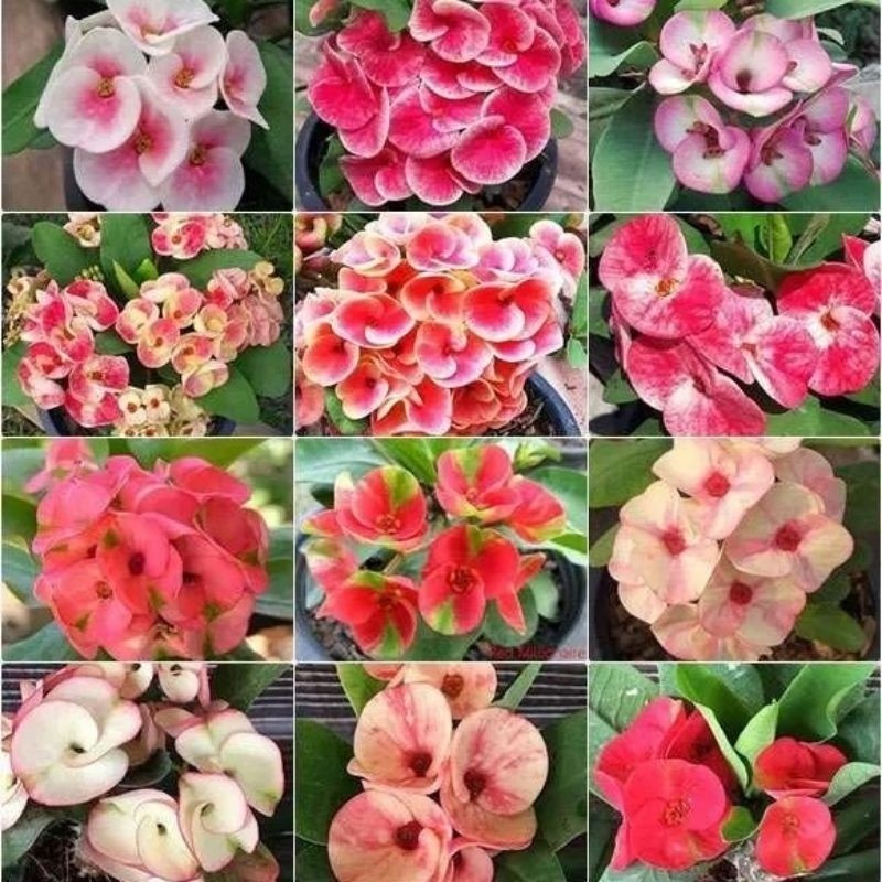 PAKET HEMAT Paket 12 Tanaman Hias Euphorbia - Tanaman hias euphorbia macam macam bunga