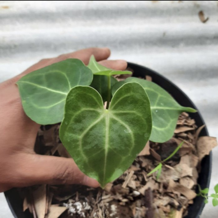 Anthurium kuping gajah tarantula bibit tanaman hias kuping gajah
