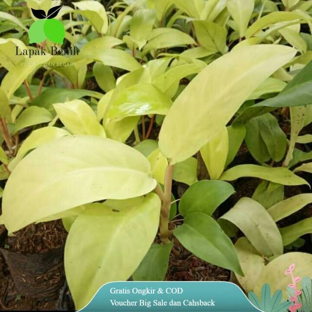 Sirih gading Centong Tanaman Sirih Gading