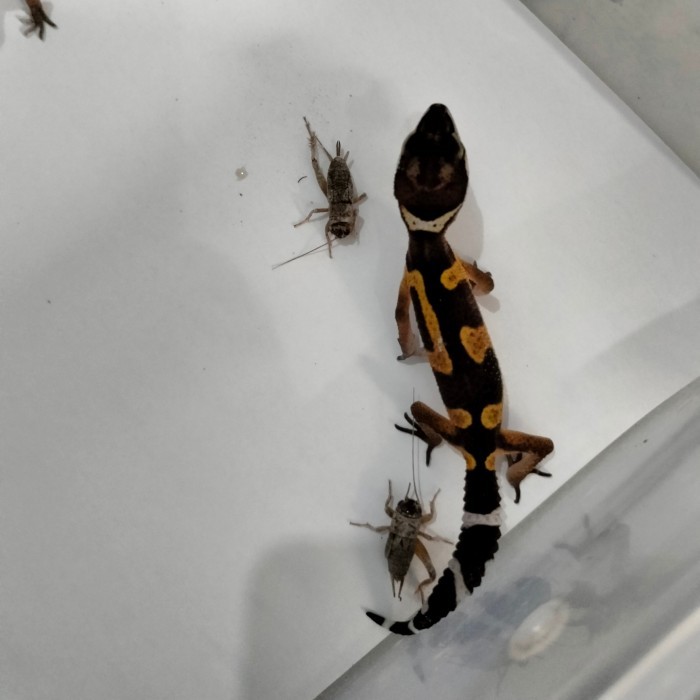 SALE -Leopard Gecko Tangerine Blacknight Hitam Baby