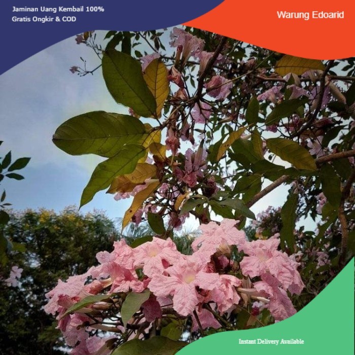 Pohon Tabebuya Rosea Bunga Pink 2.5 meter - Pohon Sakura Indonesia