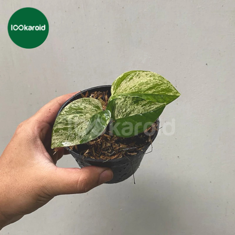 Tanaman Hias Epipremnum Pinnatum Marble Varigata | Epip Marbel Variegata