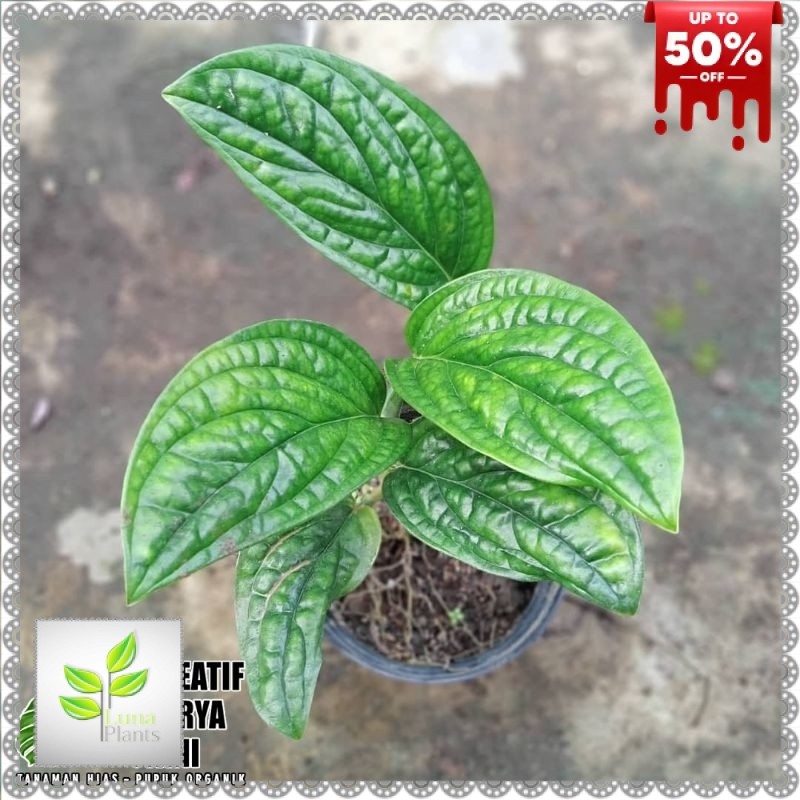 Tanaman monstera sirih badak - Sirih badak monstera sirih badak