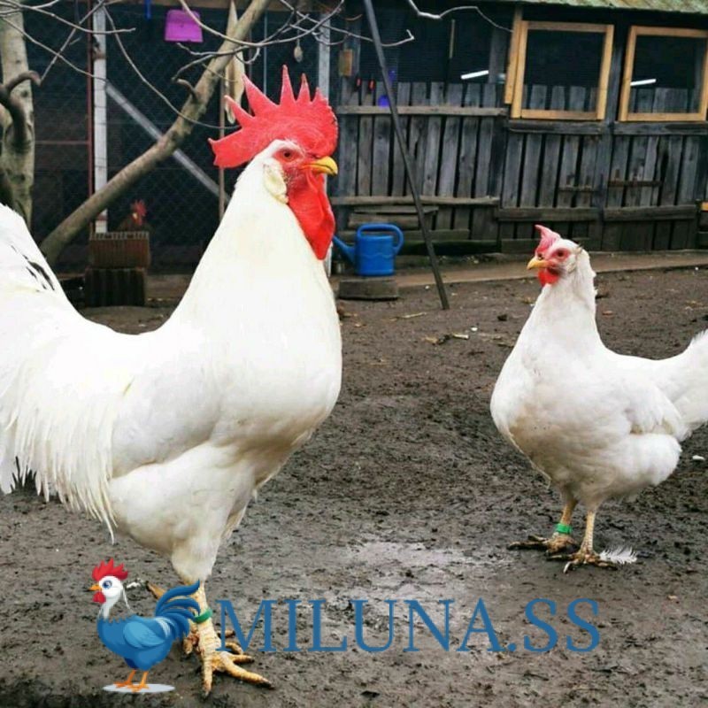 

FERTIL TELUR AYAM ELBA PE UNTUK DI TETASKAN