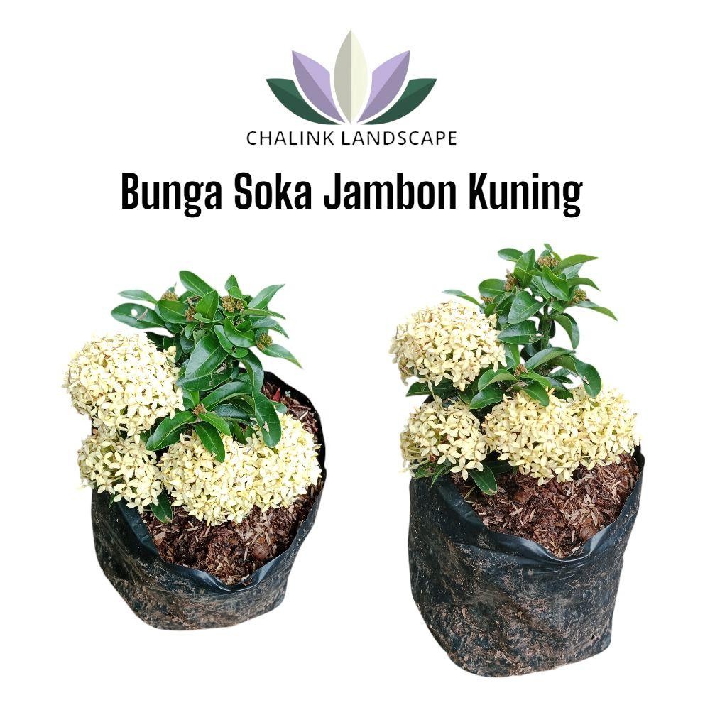 Tanaman Hias Bunga Jambon Kuning - Bunga Soka Kuning - Tanmman Hias Bunga Soka Jambon