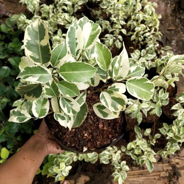 Bibit Tanaman Bonsai Beringin Variegata / Tanaman hias beringin Variegata / Tanaman beringin Hijau D