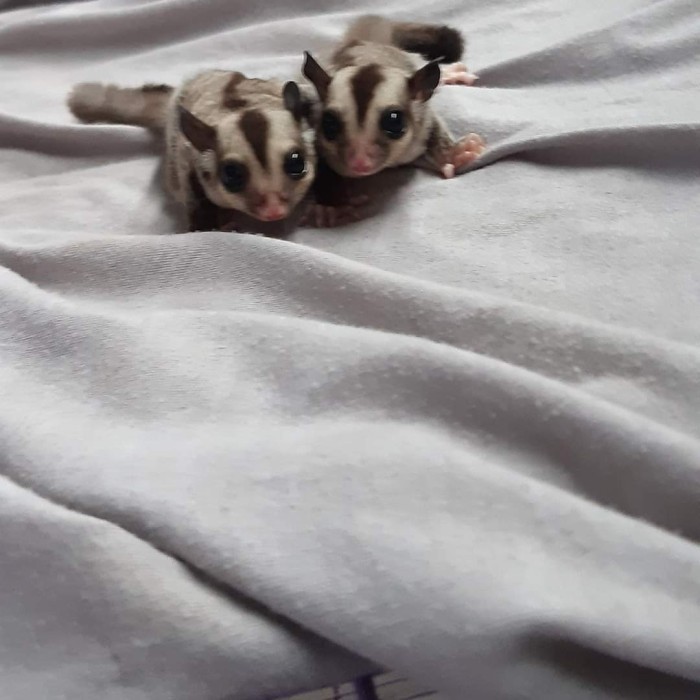 promo  -sugar glider baby