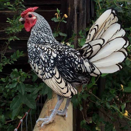 

Fertil Telur ayam serama / kate batik italy kanada fertil asli ori siap tetas