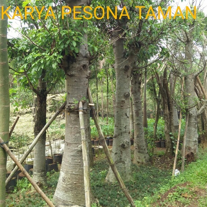 Tanaman hias baobab / kaki gajah