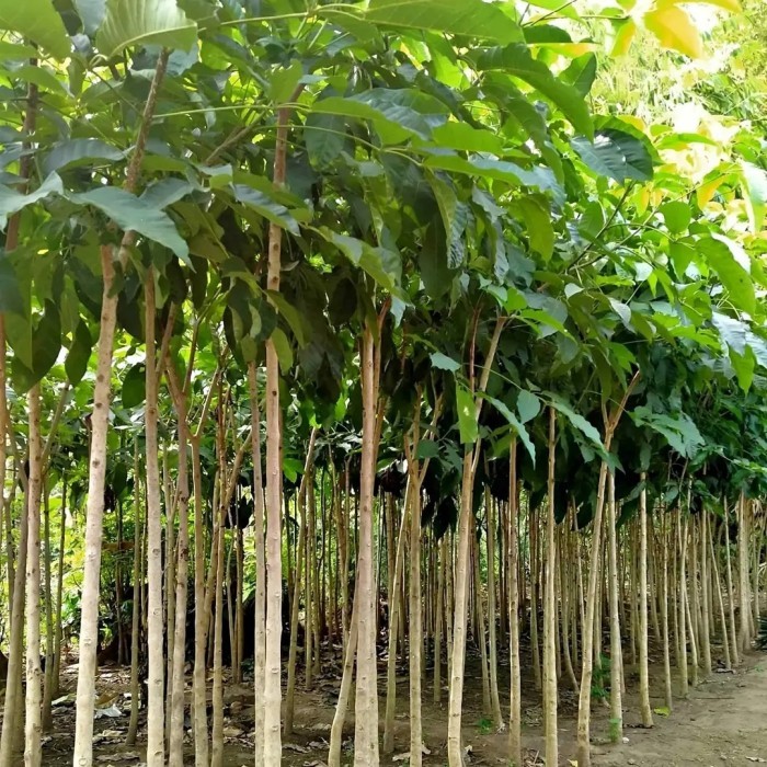 tabebuya rosea bunga pink 2 meter