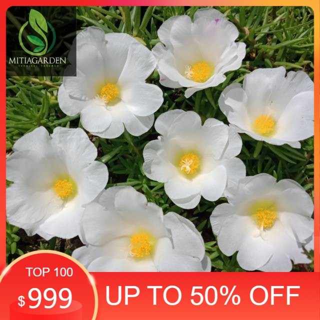 Tanaman Hias Krokot Portulaca Bunga Putih