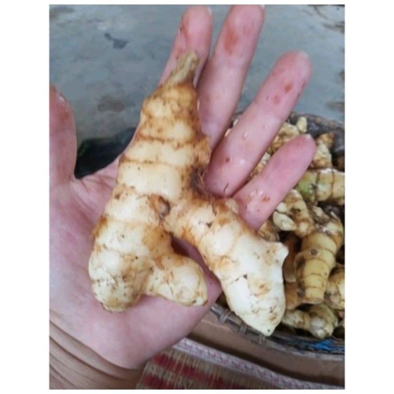 

termurah temu puith organik 1kg/temu putih segar obat kanker