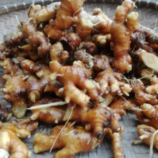 

Umbi Lempuyang Segar Obat Herbal Alami