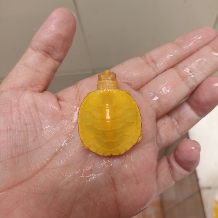 SALE -Kura Kura RES Albino, RES Charcoal, Resbino,