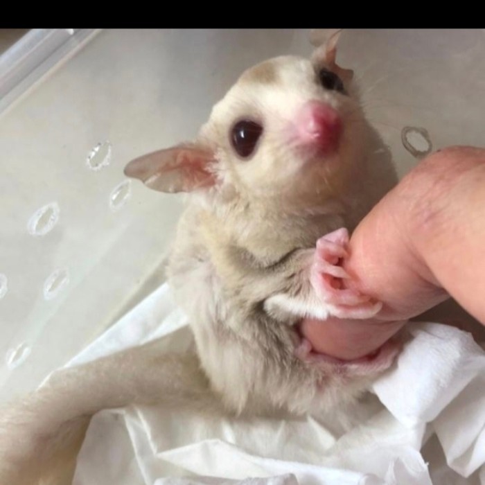 SALE -sugar glider creamino