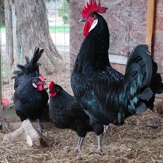 

Fertil Telur ayam white face spanish / telur ayam hias fertil siap kirim